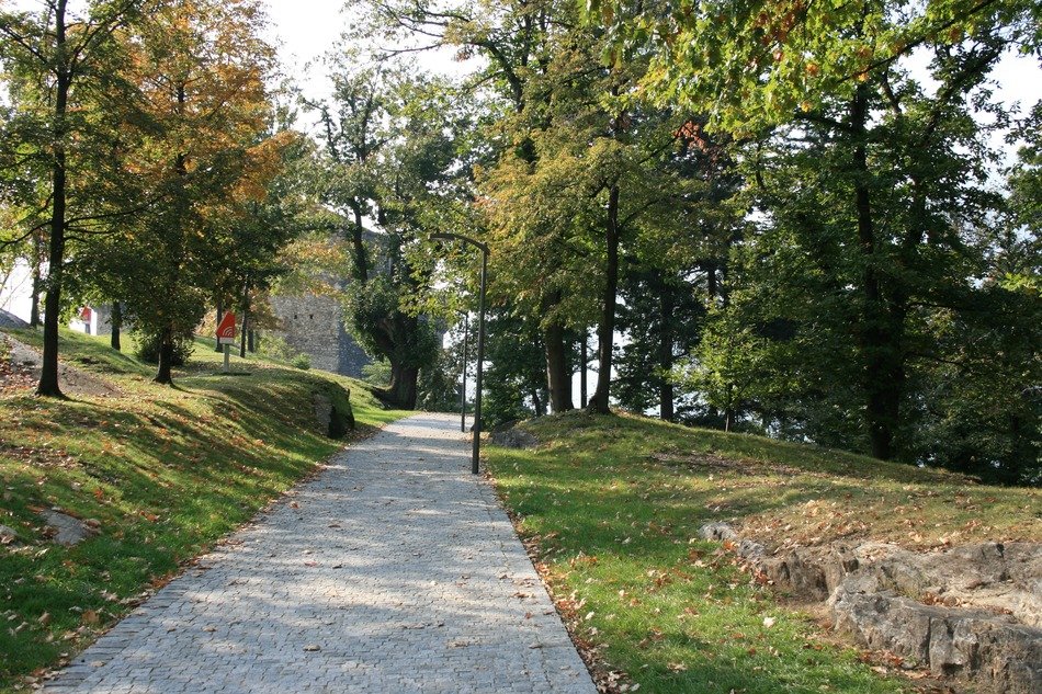 asphalt trail in the park near the trees