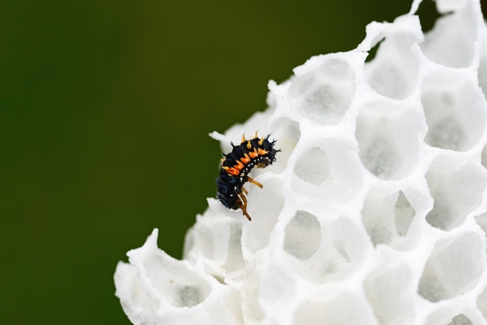 Insect on white wax comb