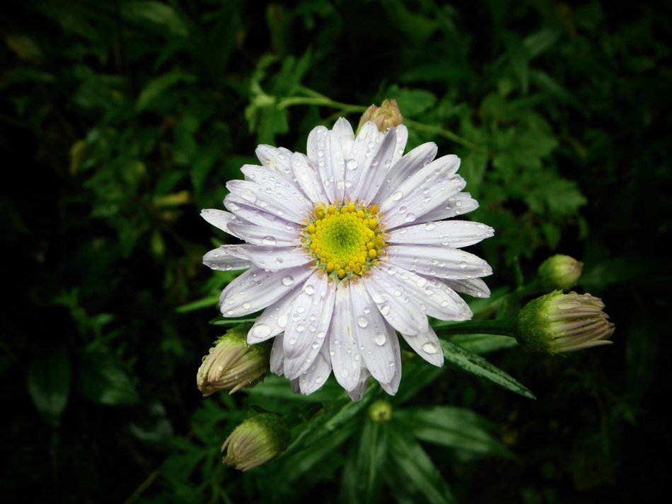white flower in the forest