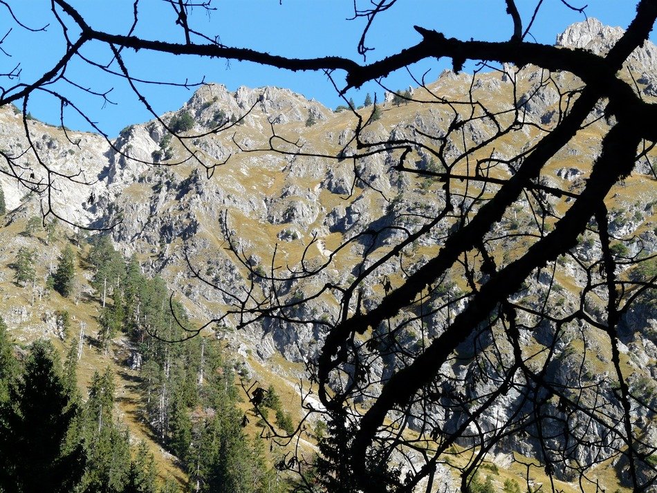 view of the Alps through the trees