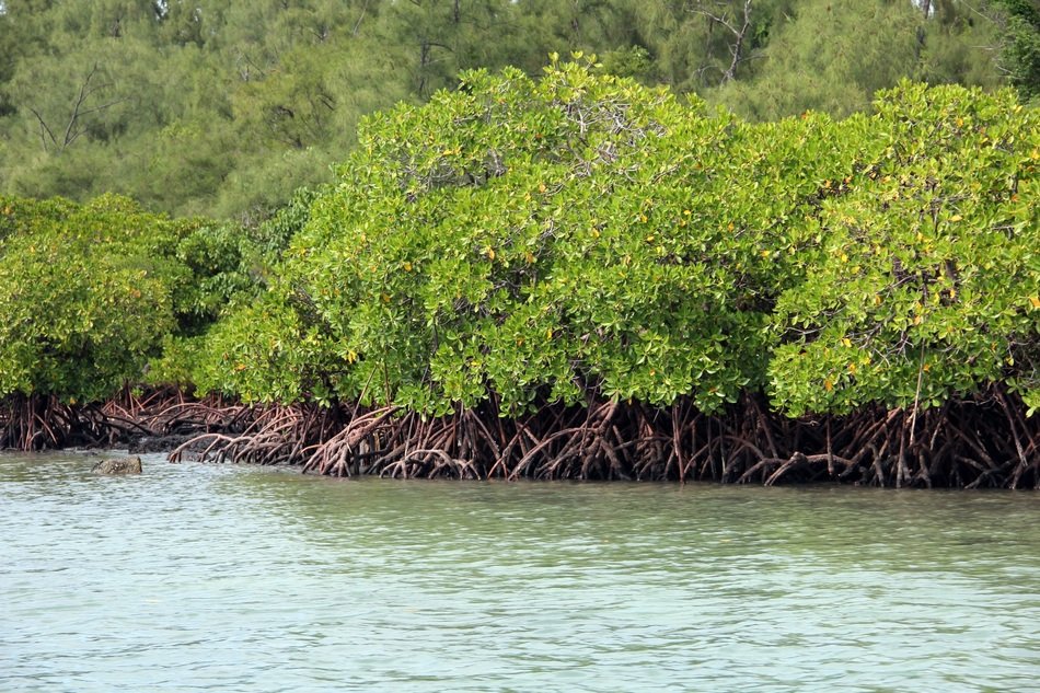 mangrove tropical plant