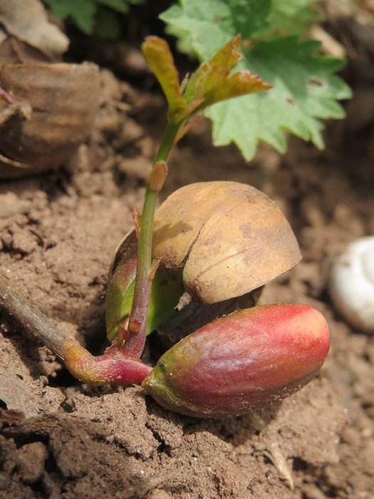 English oak sprout on earth close-up on blurred background
