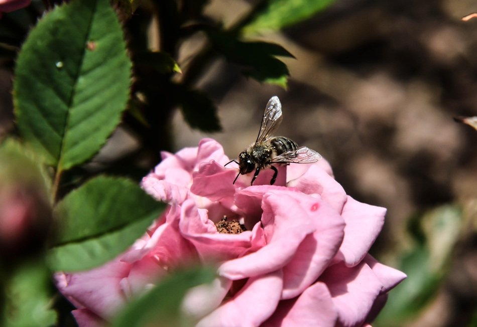 bee on a pink rose in the bright sun