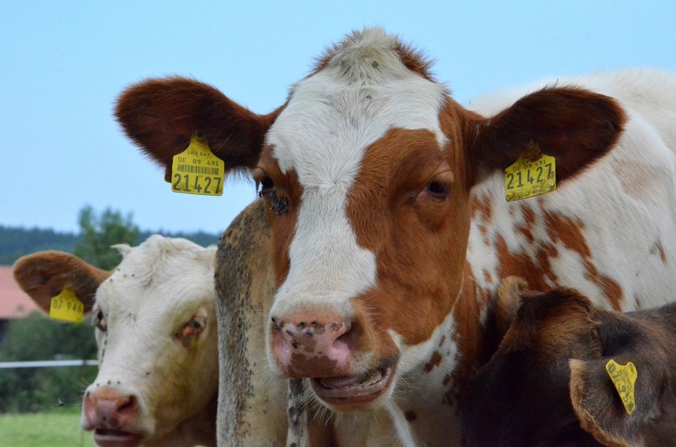 brown cows on a pasture close-up