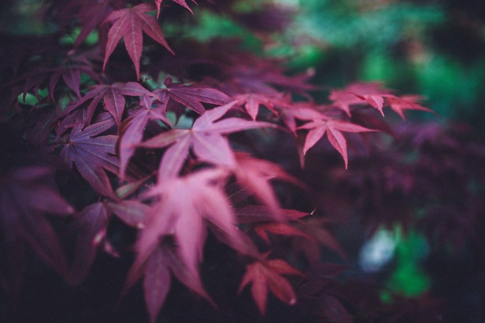 red leaves of a forest plants
