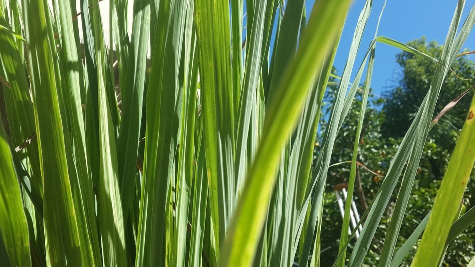 grass leaves with lemon flavor