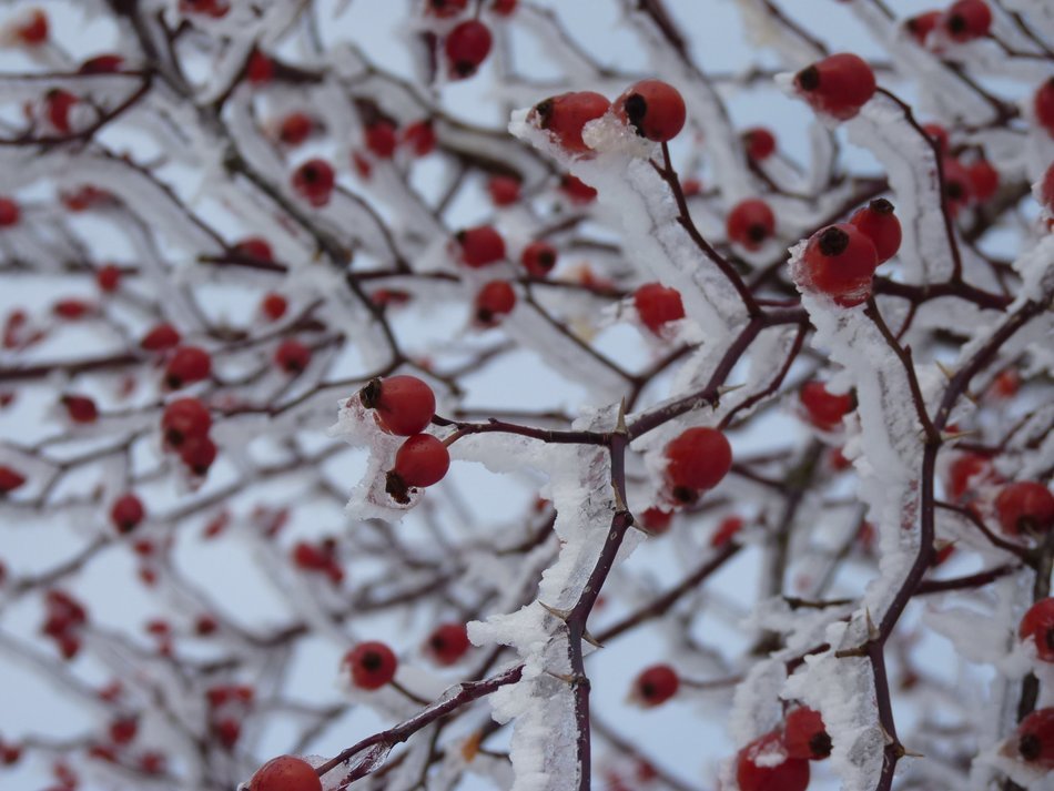 iced rose hip