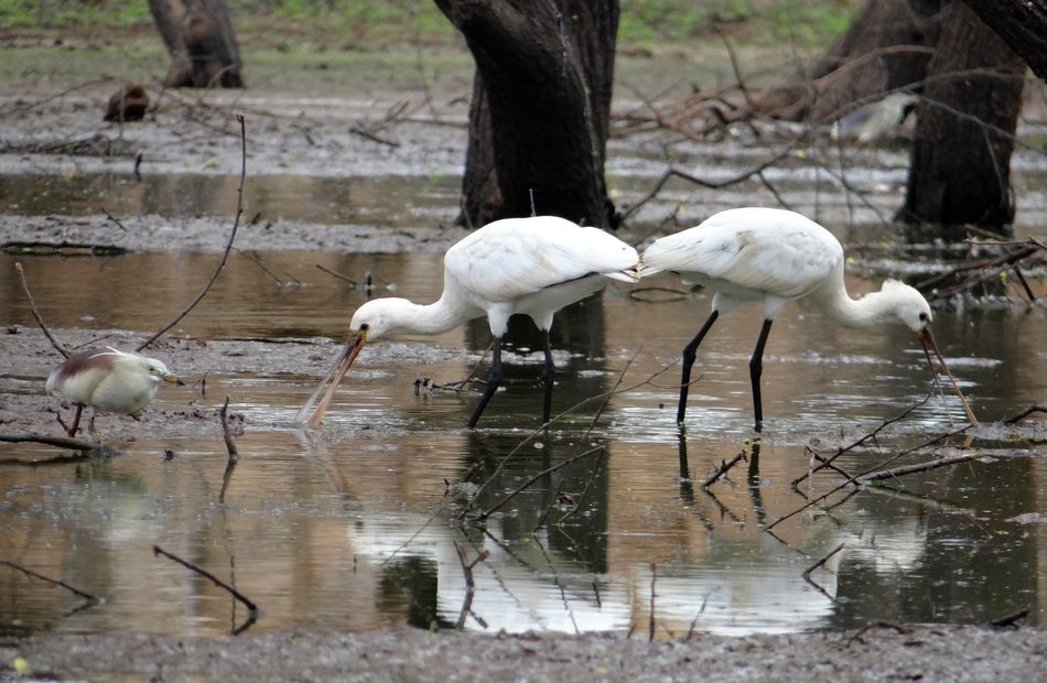 eurasian spoonbills in wildlife, india, Ankasamudra Bird Sanctuary