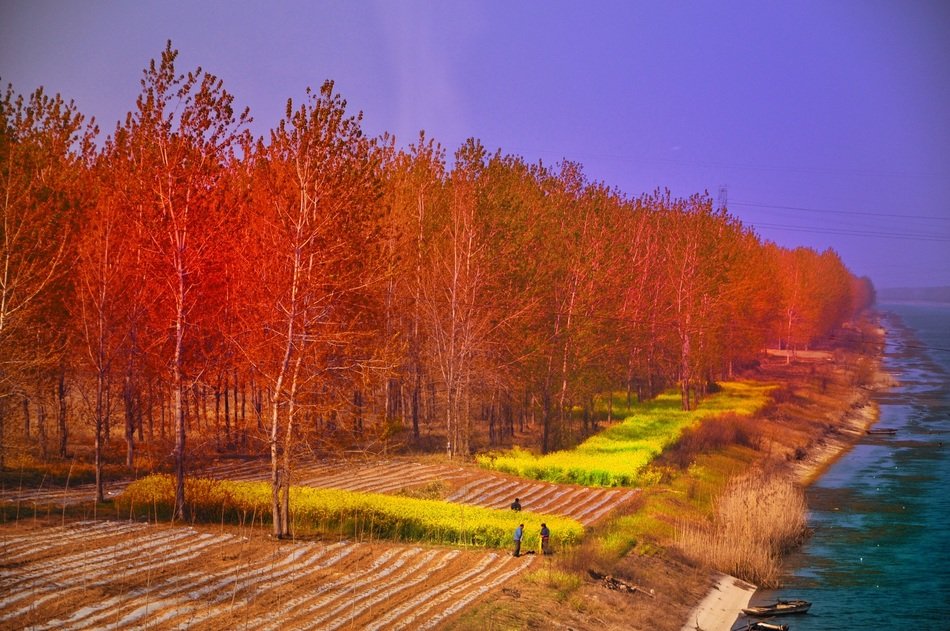 china forest trees as a colorful illustration