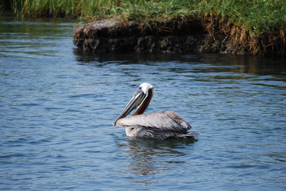 gray pelican on water in wild