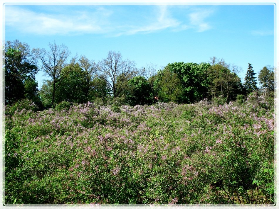 Meadow of the lilac flowers