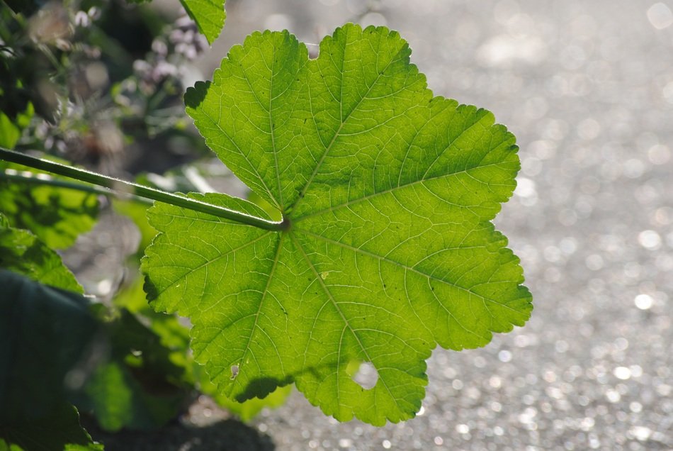 green leaf on the background of water