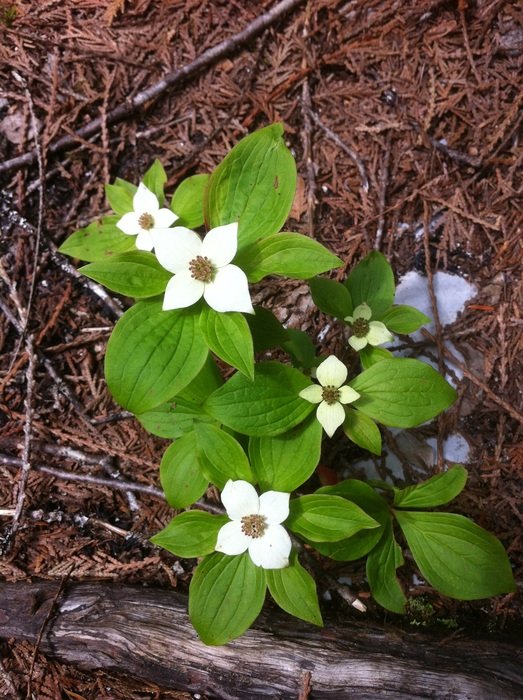White flowers with green leaves in the forest