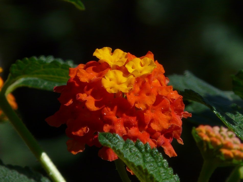 lantana flower close-up