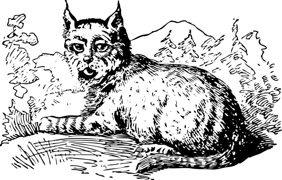 graphic image of a noble lynx