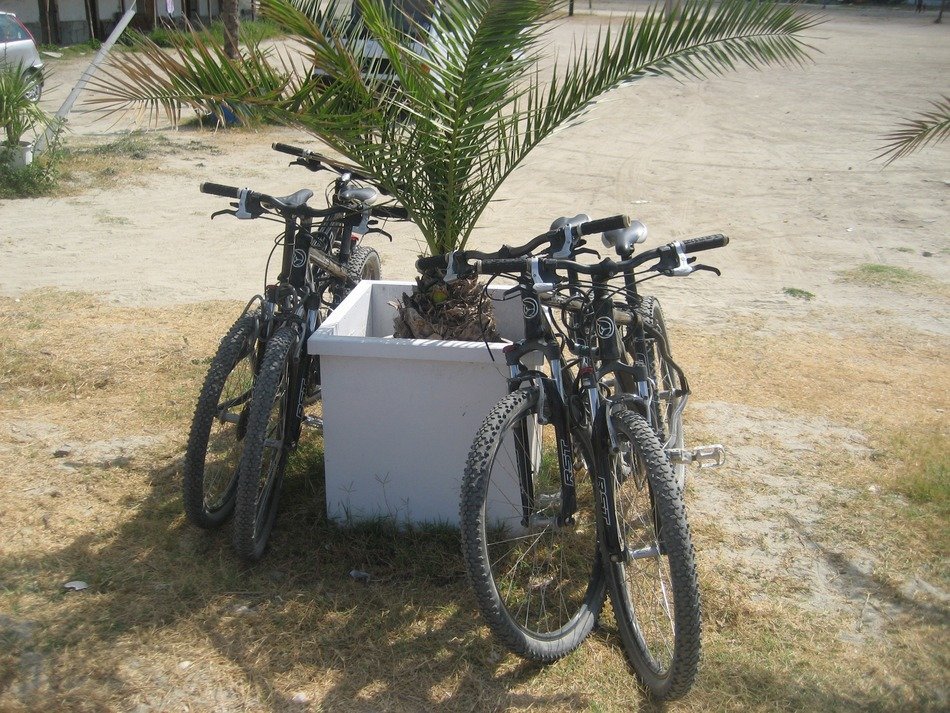 Bicycles on the palm in Fourka, Halkdiki in Greece