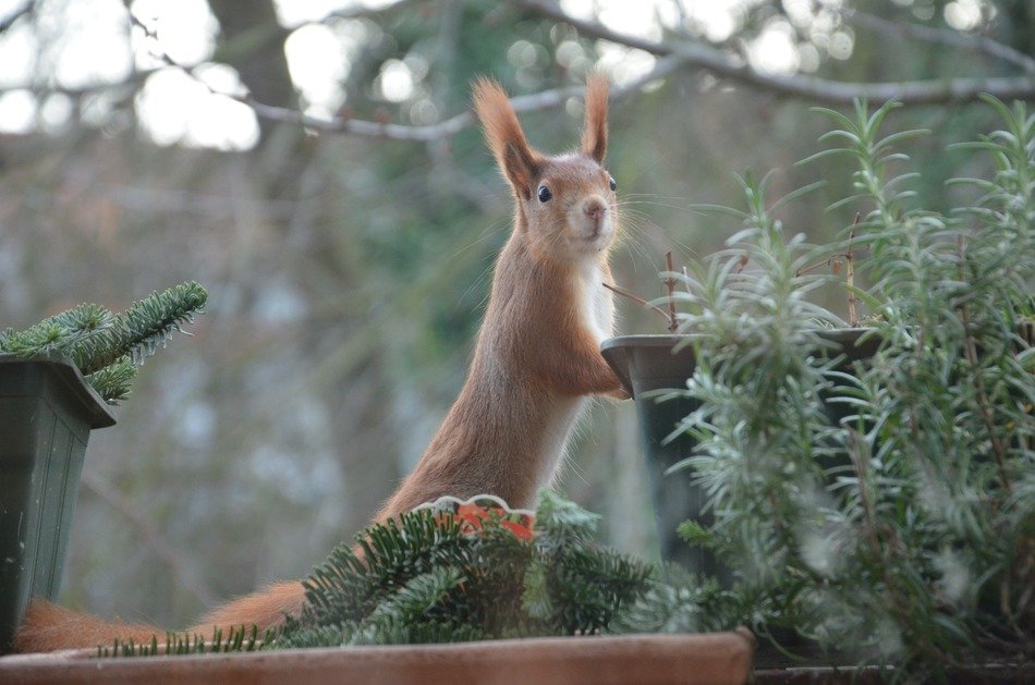red squirrel in the park
