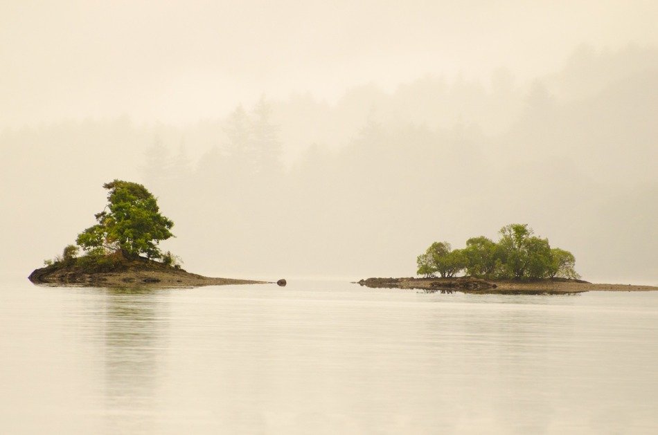 trees among the water like islands
