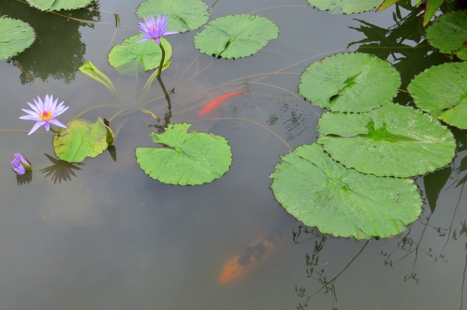 purple flowers and round lily leaves in a pond
