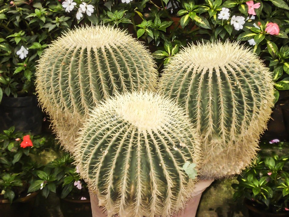 extraordinarily beautiful cactus