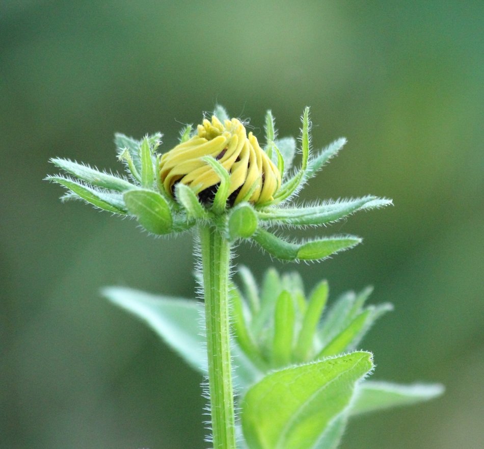flower bud of rudbeckia at blurred background