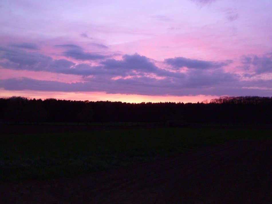 purple sunset over the forest