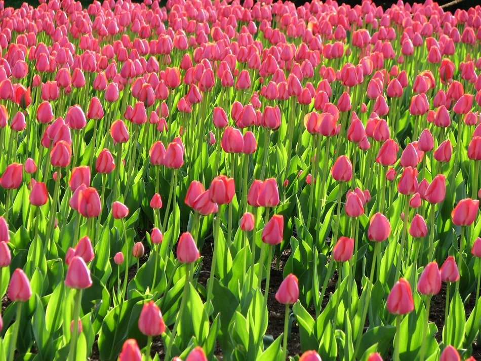 landscape of bed of pink tulips
