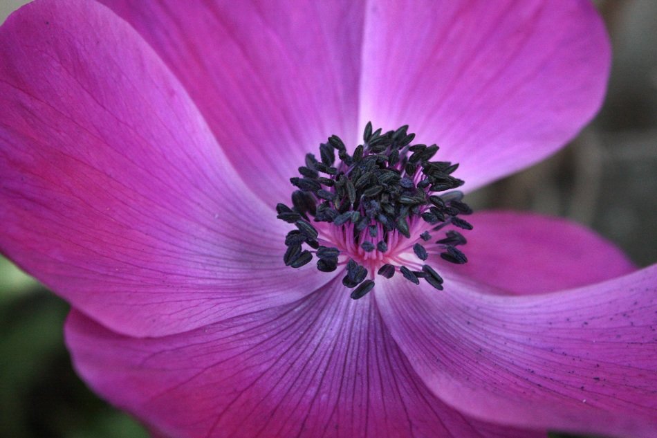 macro photo of violet flower in nature on blurred background