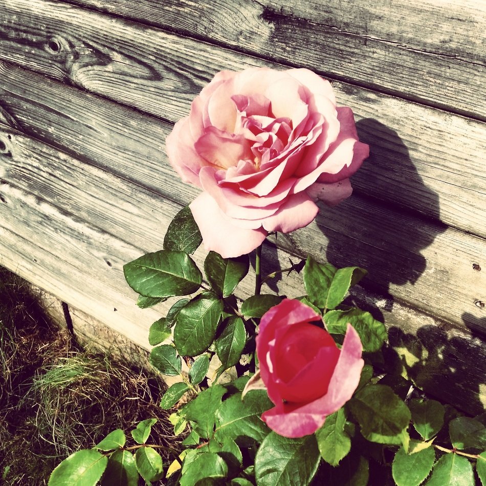 picture of the pink roses in a garden