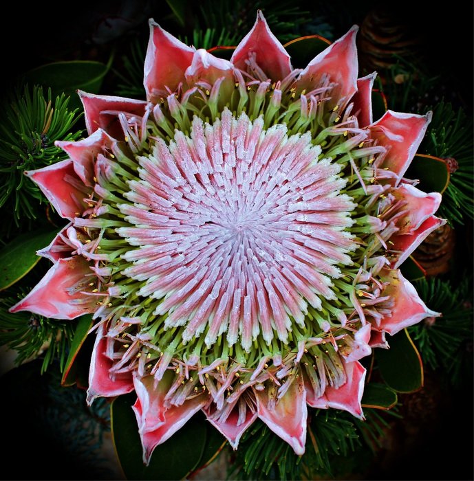 exotic protea blossom