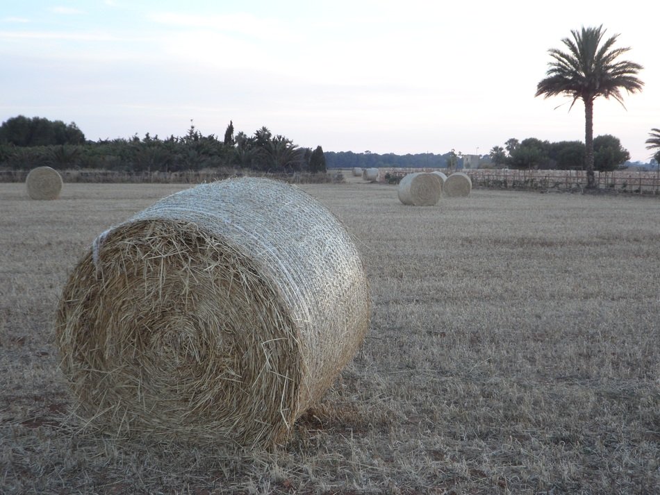 bales of hay in the field on Mallorca