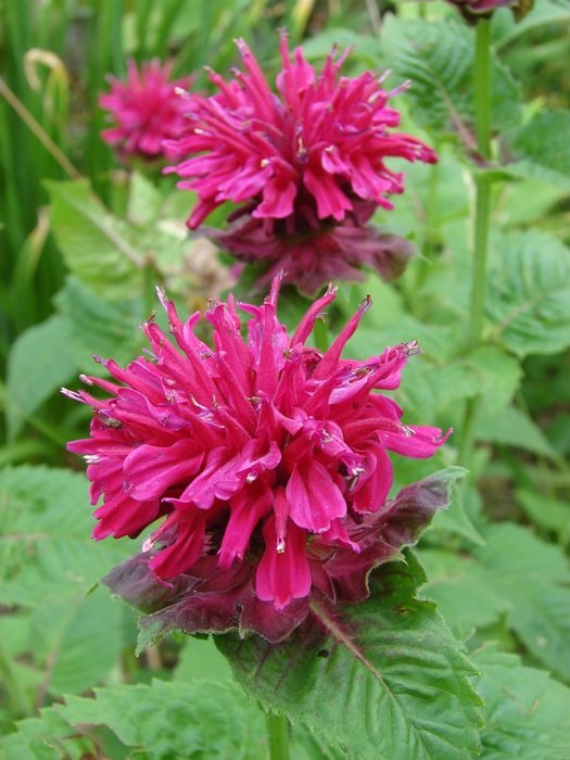 monarda close up