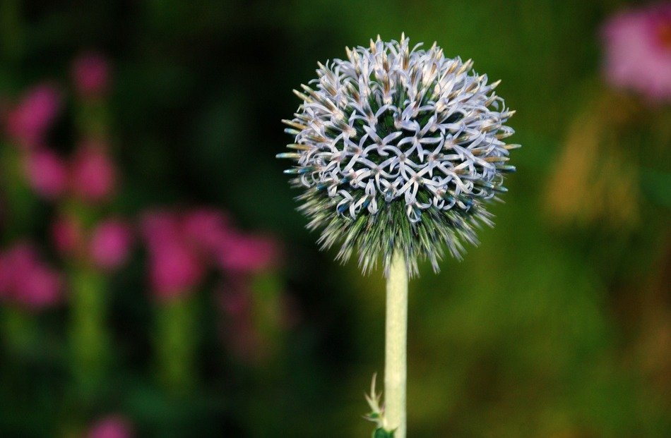 dandelion among the trees