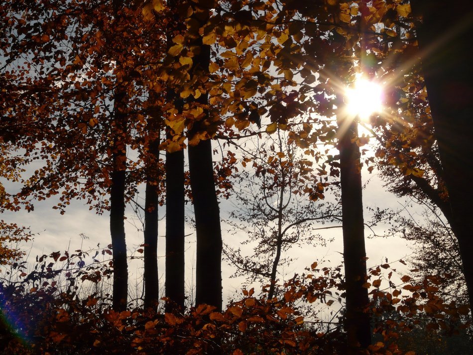 autumn leaves in beech forest