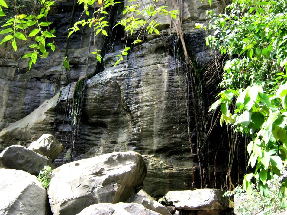 Rock wall among the plants in the beautiful jungle
