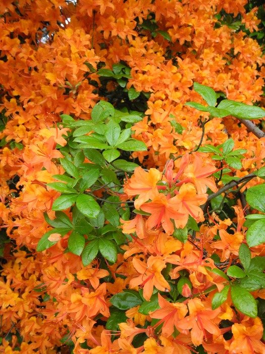 Orange and green leaves in spring