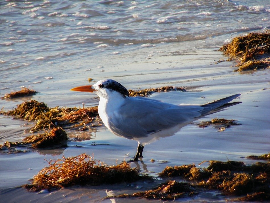 royal tern on the coastline