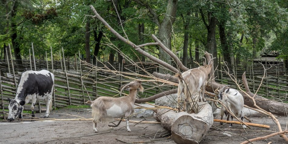 farm animals in the Zoological garden of Stockholm