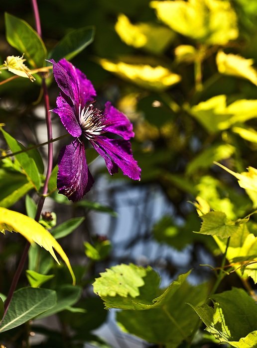 clematis flower in the garden