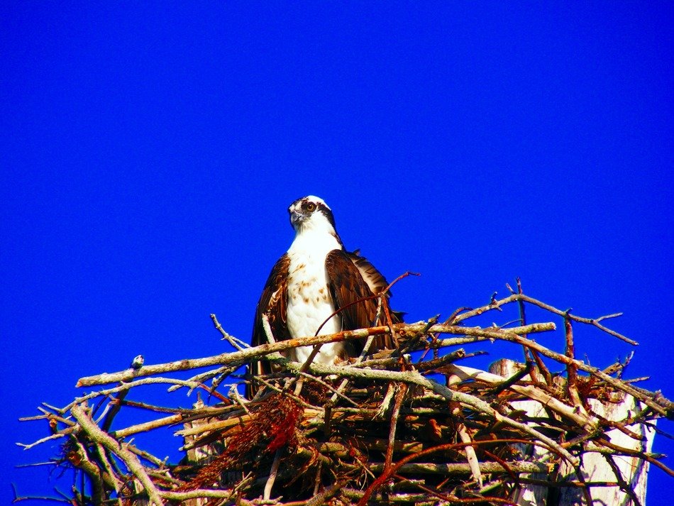 bird in the nest on the background of bright blue sky