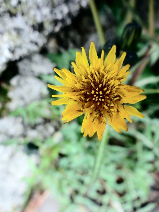 yellow mountain flower in the forest
