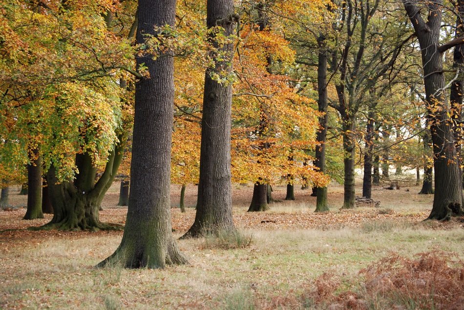 unimaginable wood trees