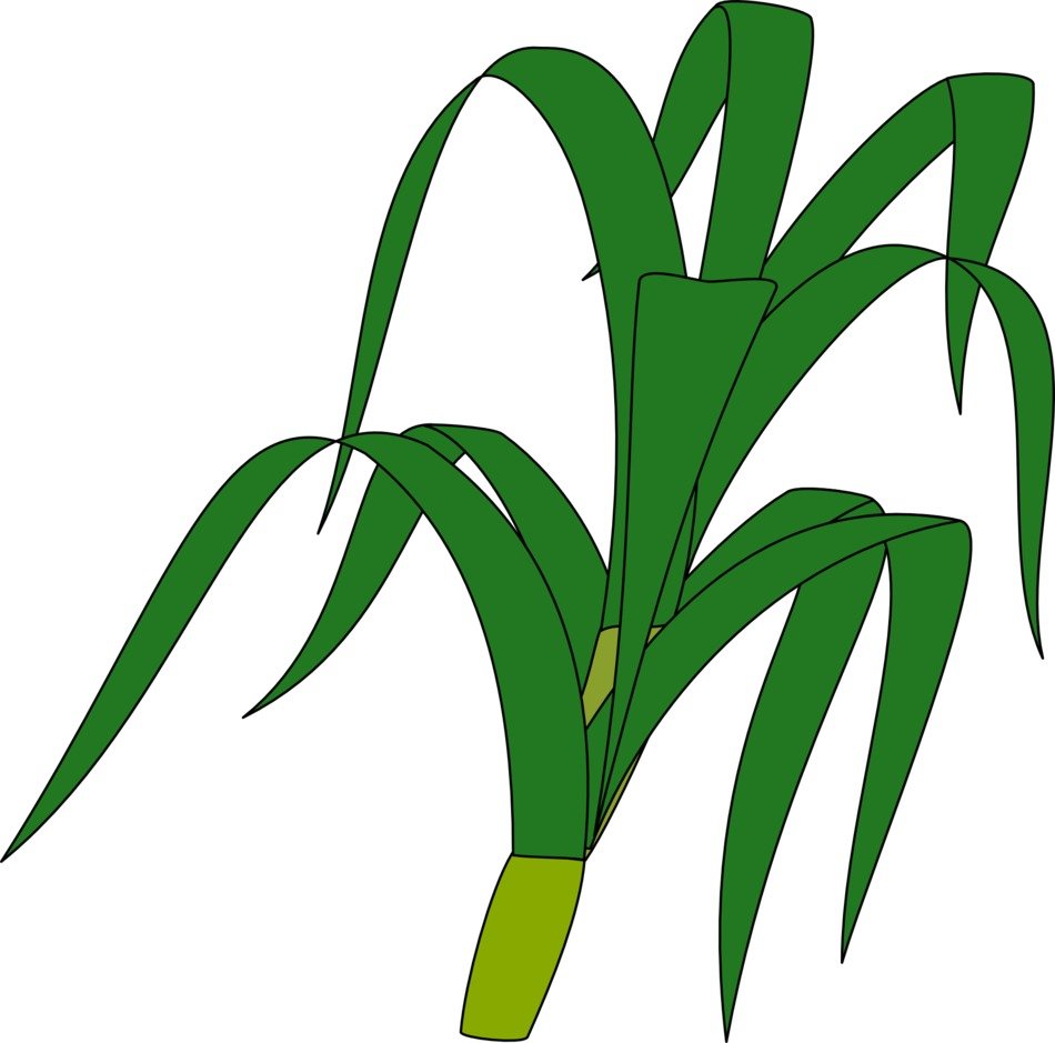 Drawing of the green grass leaves at white background