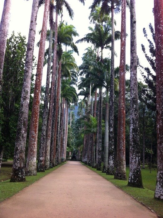 tree alley in the botanical garden