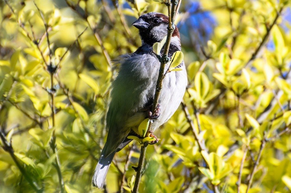 little bird on the branch