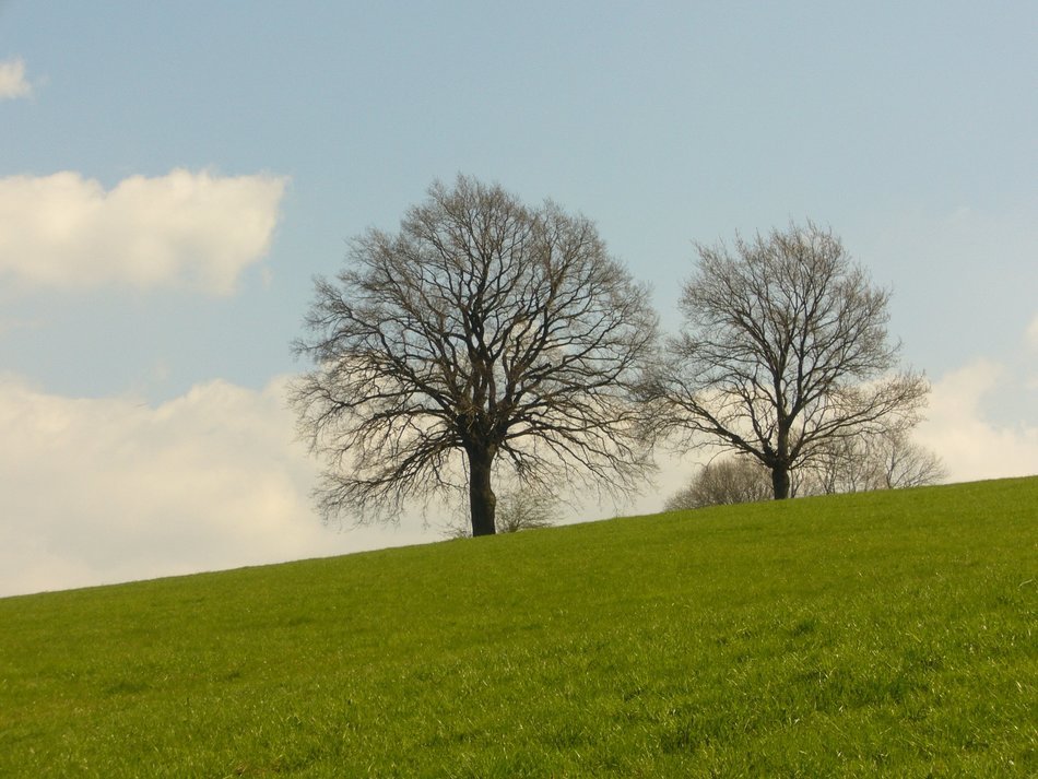 bare trees on meadow on green hillside