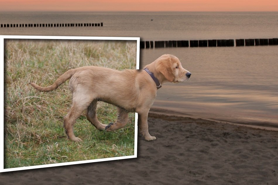 Photo montage of cute doggy on the beach
