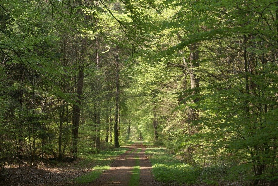 warm sun in the thicket of the forest