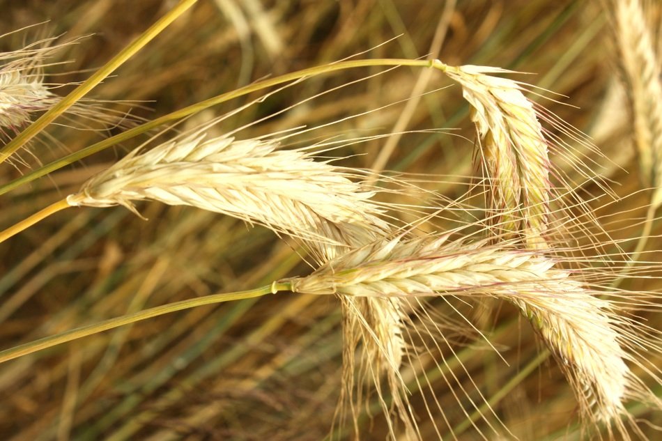 cultivation of crops
