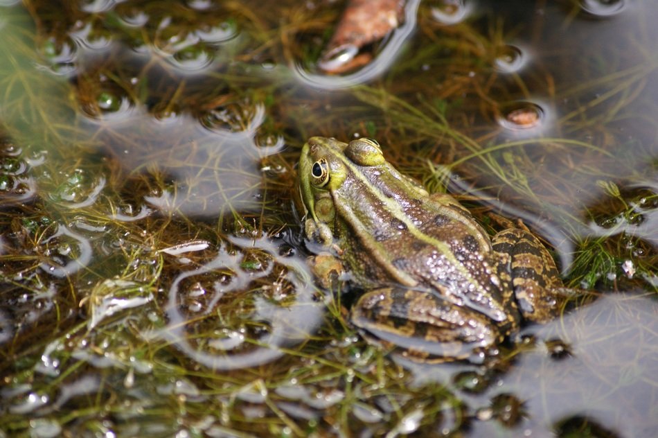 frog on waterweed